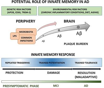 Is Innate Memory a Double-Edge Sword in Alzheimer's Disease? A Reappraisal of New Concepts and Old Data